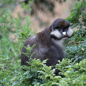 Schmidt's Red-Tailed Guenon