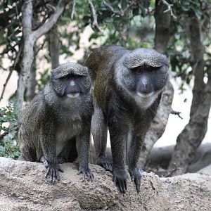 Allen's Swamp Monkeys