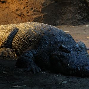 Siamese Crocodile