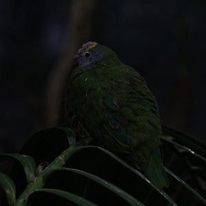 Salawati Coroneted Fruit-Dove