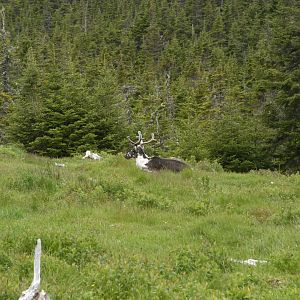 Part of Caribou exhibit