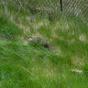 Part of Woodchuck exhibit