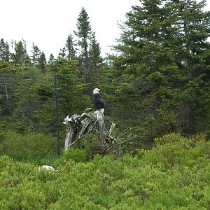 Bald Eagle exhibit