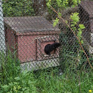 Mink nest boxes