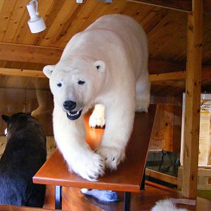 Bear Taxidermies in entrance lodge