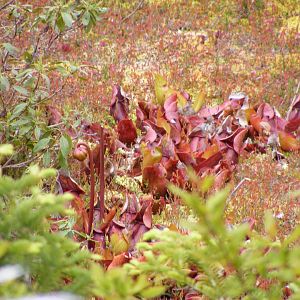 Cluster of wild pitcher plants