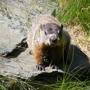 Woodchuck