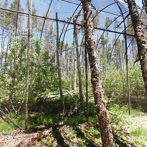 American Marten exhibit