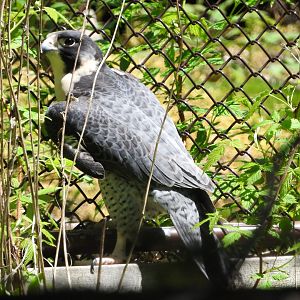 Peregrine Falcon