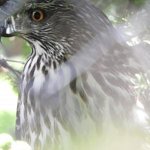 Juvenile Goshawk