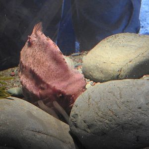 Petty Harbour Mini Aquarium - Lumpfish