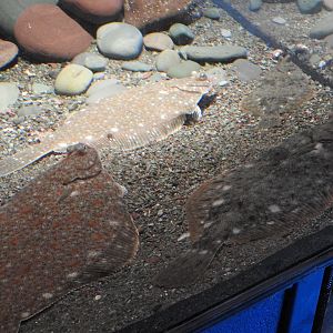 Petty Harbour Mini Aquarium - Flounders