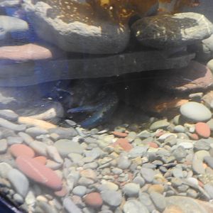 Petty Harbour Mini Aquarium - Blue Lobster