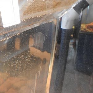 Petty Harbour Mini Aquarium - Sea Gooseberry