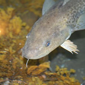 Rock Cod - Terra Nova NP Visitor's Center