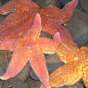 Northern Sea Stars - Terra Nova NP Visitor's Center