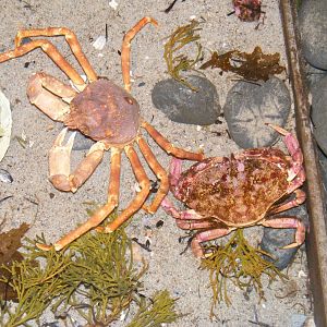 Toad and Jonah Crabs - Terra Nova NP Visitor's Center