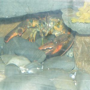 American Lobster - Terra Nova NP Visitor's Center