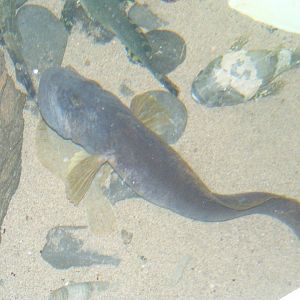 Ocean Pout - Terra Nova NP Visitor's Center