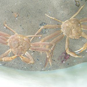 Snow Crabs - Terra Nova NP Visitor's Center