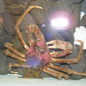 Toad Crab - Terra Nova NP Visitor's Center