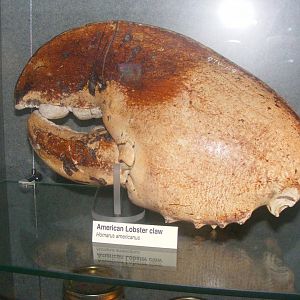 American Lobster crusher claw - Rooms Museum