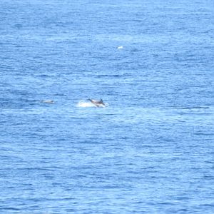 White-beaked Dolphin