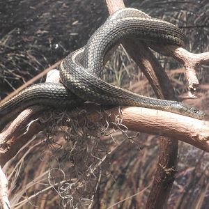 Giant Garter Snake (2015)