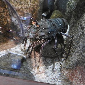 California Spiny Lobster (2019)