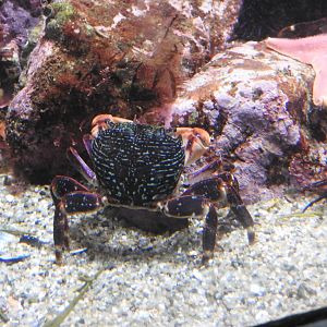 Striped Shore Crab (2019)