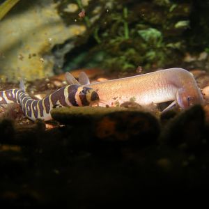Khuli Loaches