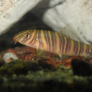 Zebra Loach
