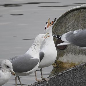 California Gulls
