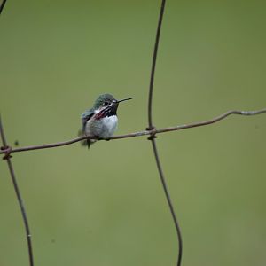 Calliope Hummingbird