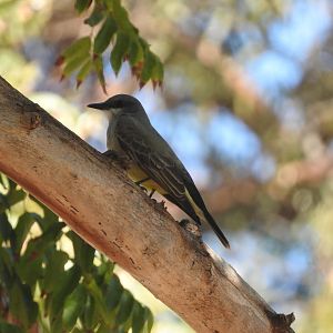 Cassin's Kingbird