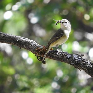 Cassin's Vireo