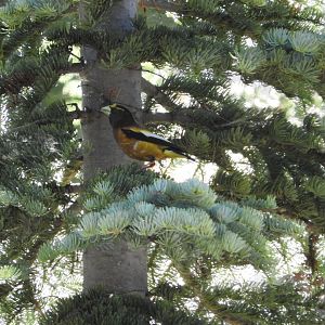 Evening Grosbeak male