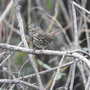 Fox Sparrow, Sooty group