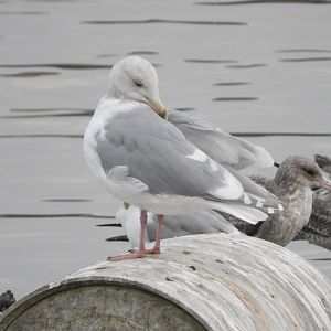 Glaucous-winged Gull
