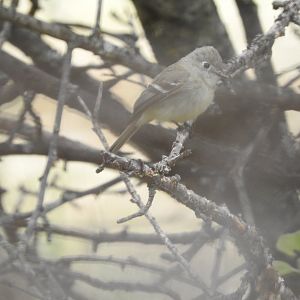 Hammond's Flycatcher