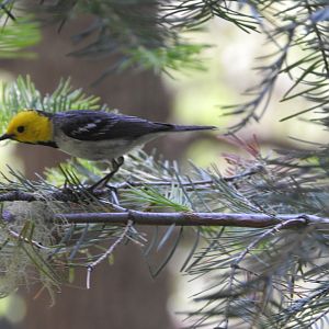 Hermit Warbler