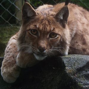 Eurasian Lynx, Exmoor Zoo