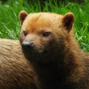 Bush dog, Exmoor Zoo