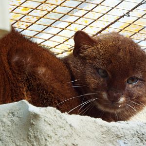Jaguarundi, Exmoor Zoo