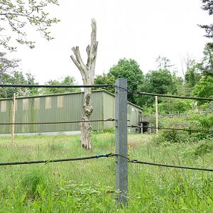 Proposed Rothschild's Giraffe enclosure, May 2022