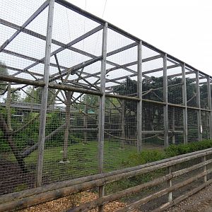 Barbary macaque enclosure