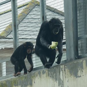Chimpanzees