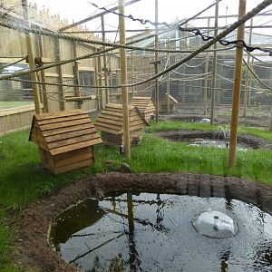 Callitrichids enclosure (2)