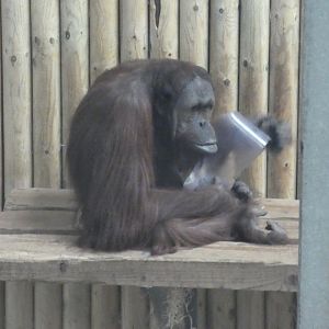 Bornean orang-utan 'Jin'