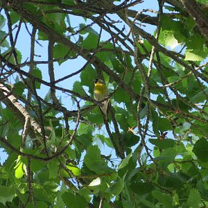 Lawrence's Goldfinch